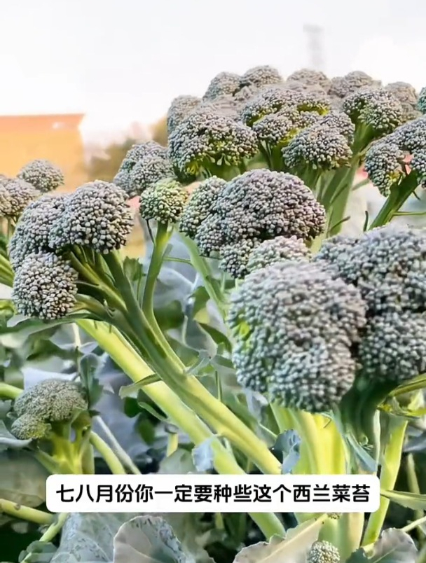 越掐越旺长,西兰菜苔营养丰富,当下正是种植好季节