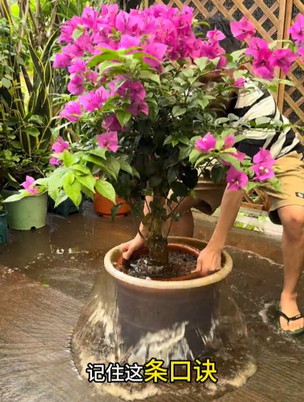 养三角梅记住这条口诀,新芽蹭蹭冒、开花没烦恼!