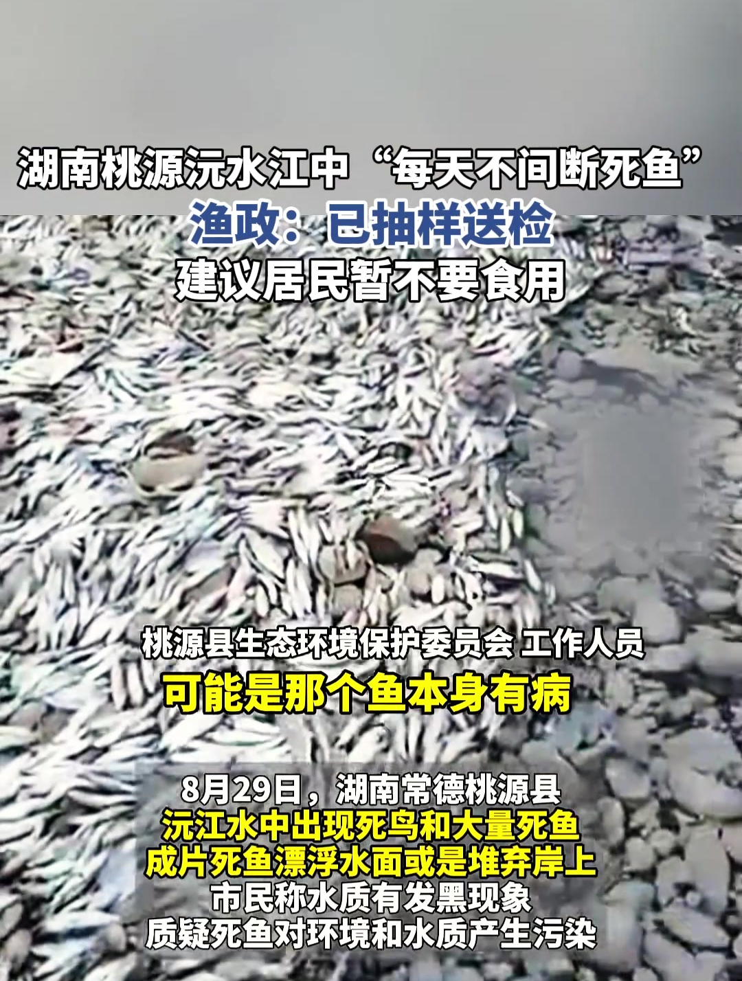 湖南江中“不间断死鱼”,渔政:已抽样送检,建议居民暂不要食用