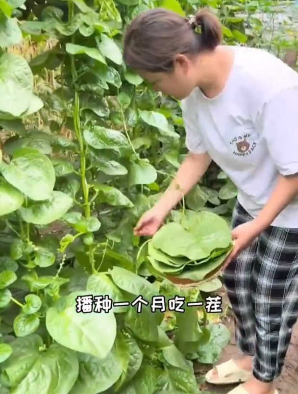 爬藤木耳菜,一棵就长一大片,从春天一直吃到秋天