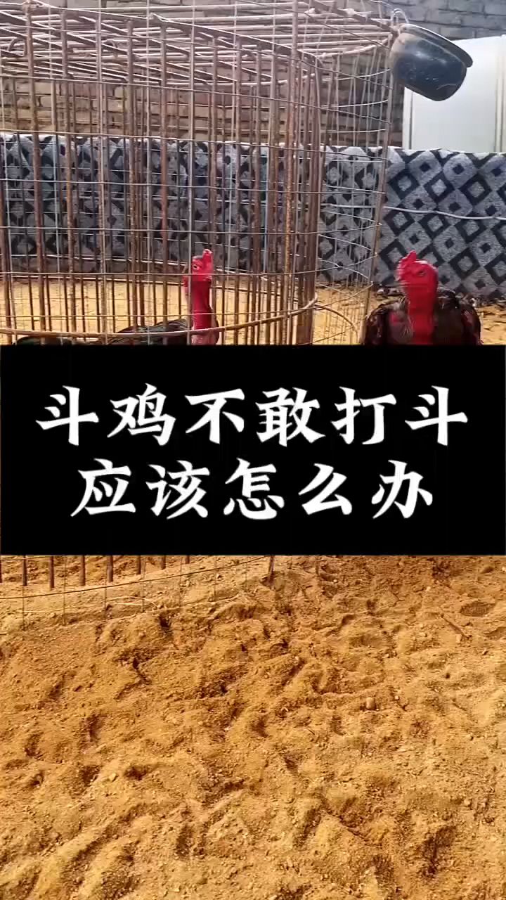 斗鸡胆小,不打斗怎么办?