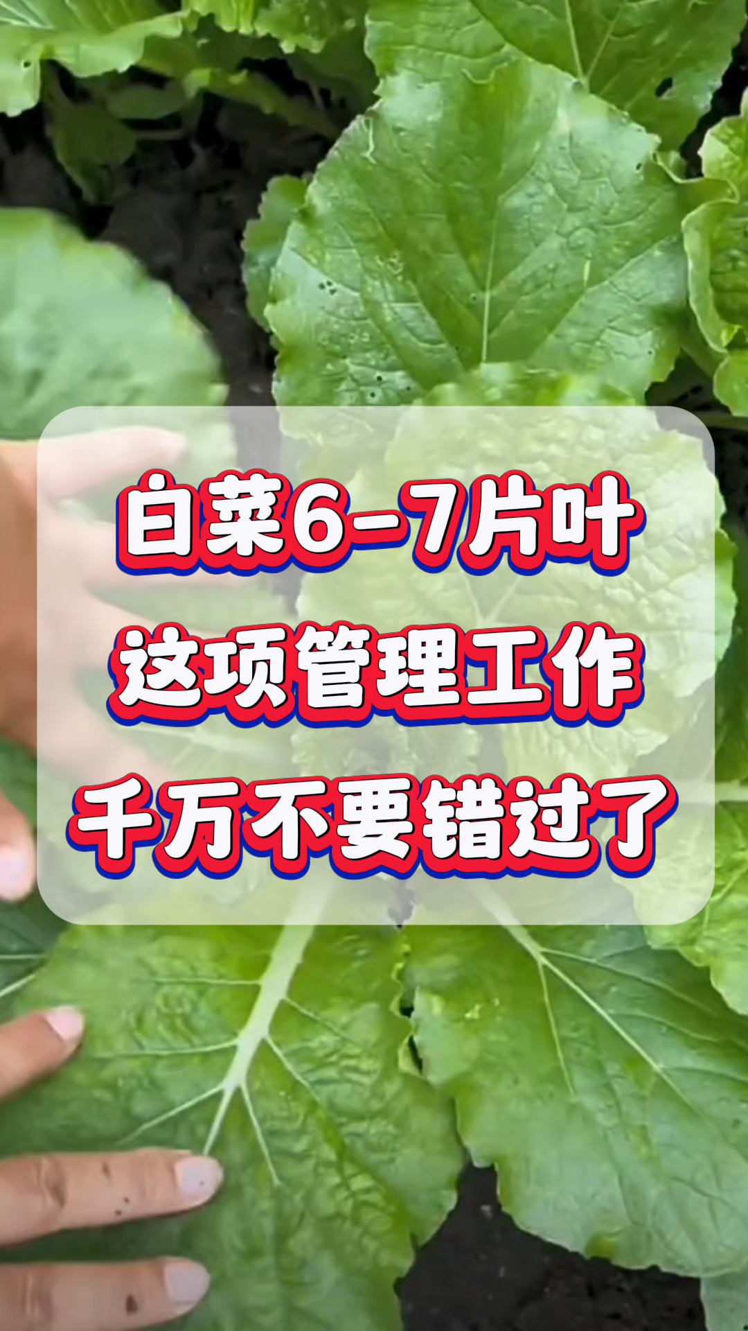 白菜6-7片叶,这项管理工作千万不要错过了!