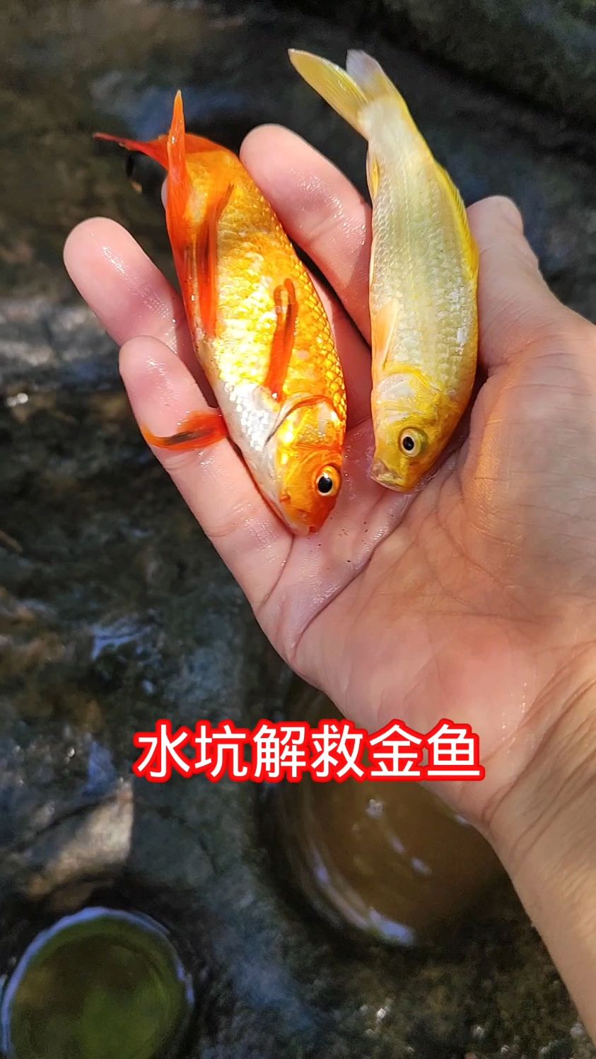 今天在水坑解救了很多漂亮的金鱼