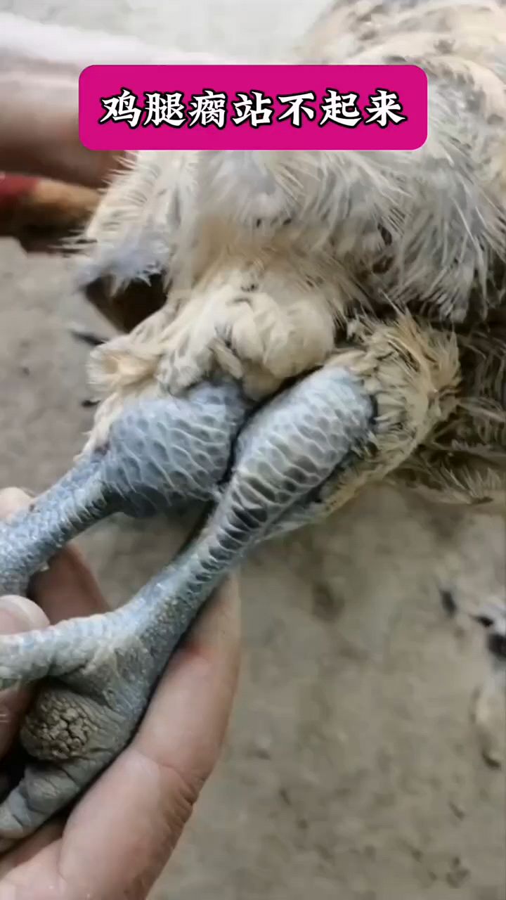 鸡鸭鹅站不起来怎么办?