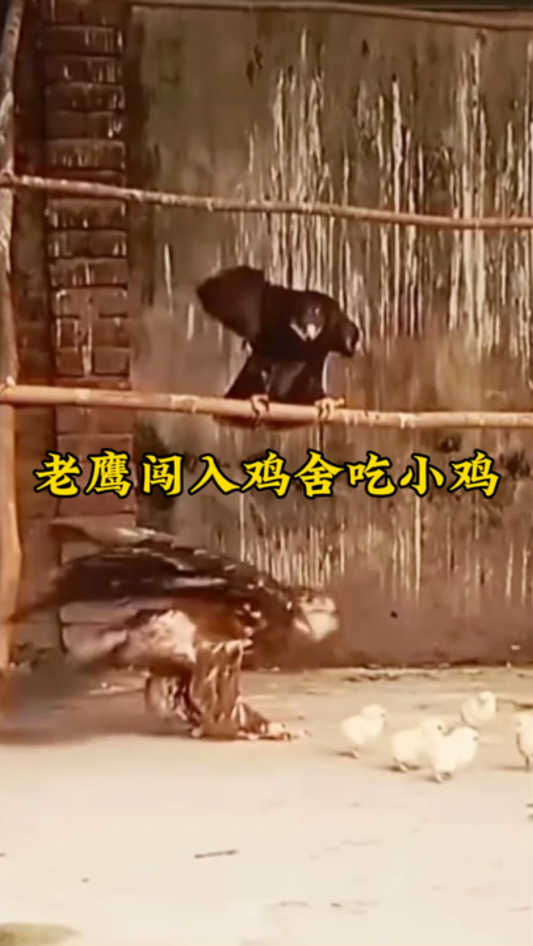 老鹰闯入鸡舍,一鼓作气将全部小鸡收入囊中