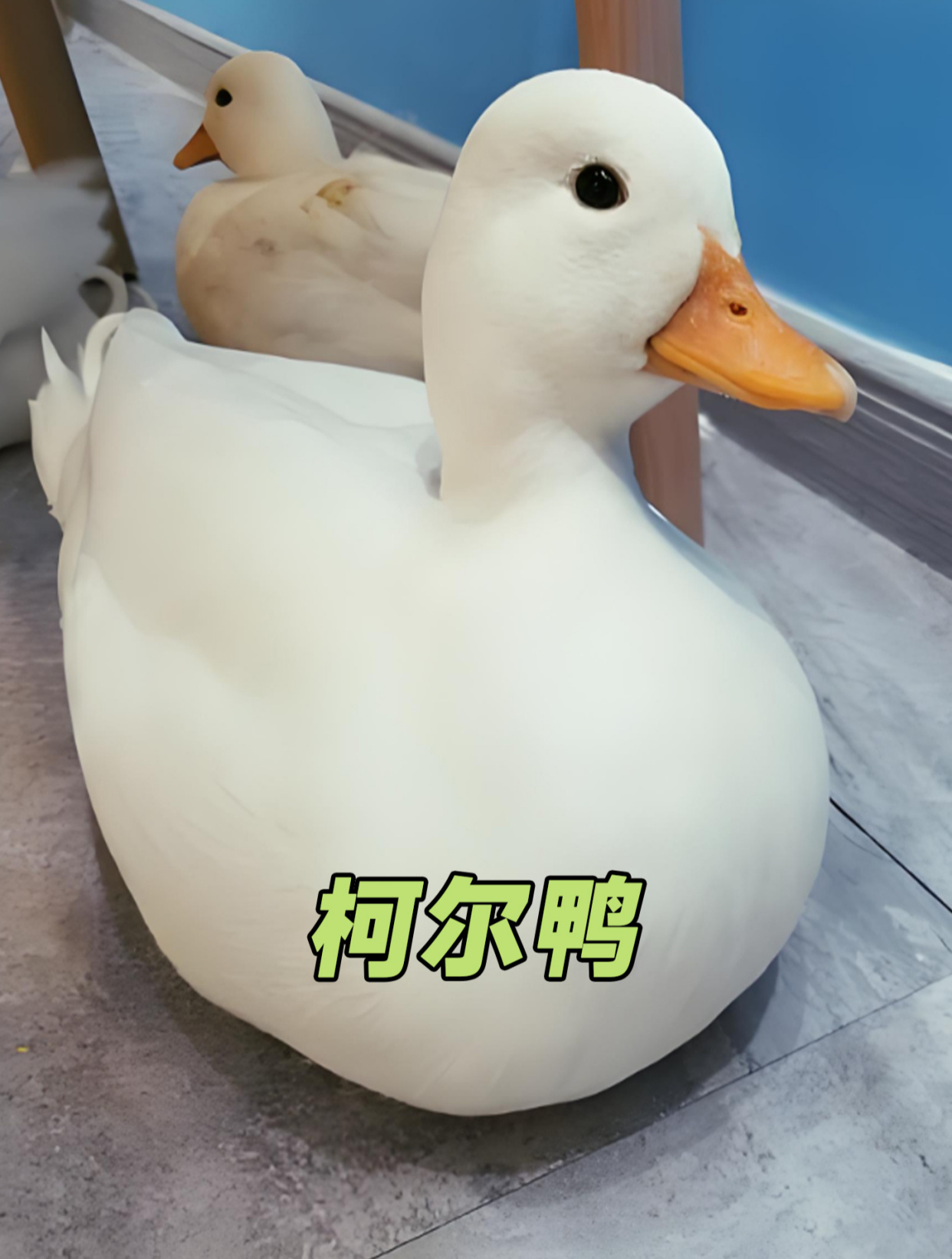 柯尔鸭 柯尔鸭为何这么贵,和普通鸭子有何不同