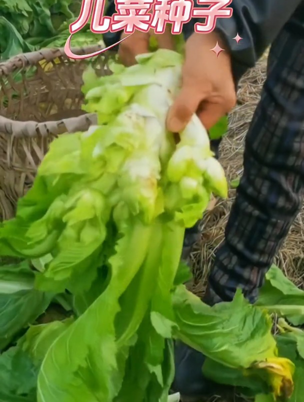 儿菜又叫娃娃菜,撒籽浇水就活,一直采收到来年秋天!