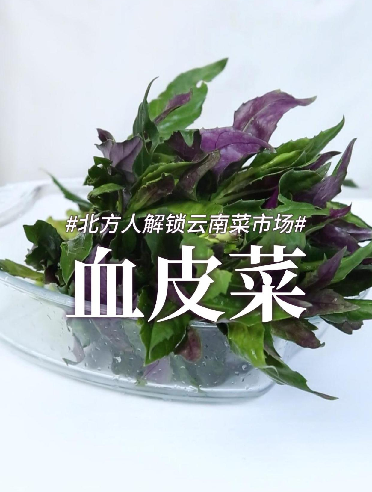 在云南菜市场里,挖到了四川人的宝贝蔬菜,口感很独特!