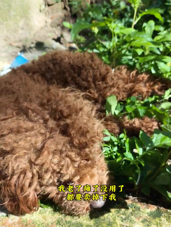 我是一只老年繁殖犬,我是公的,这一生不停反复配种