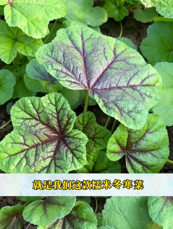 冬寒菜也叫冬葵,耐寒采收时间长,秋播可别落下它