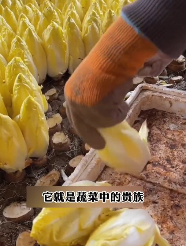 特别的金玉兰菜,城里人想吃买不到,应该怎么种?