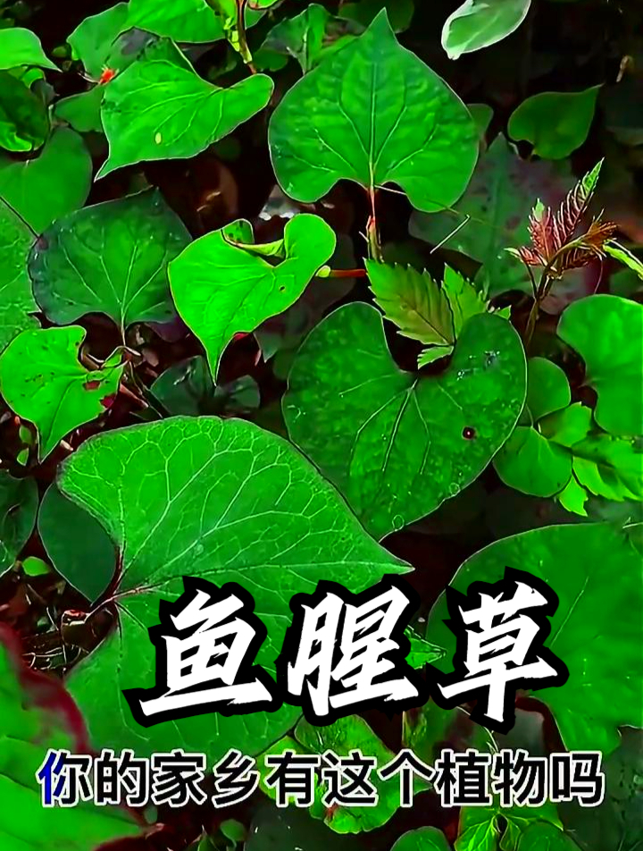 鱼腥草也叫折耳根,拿它泡水饮用,可以提高身体免疫力