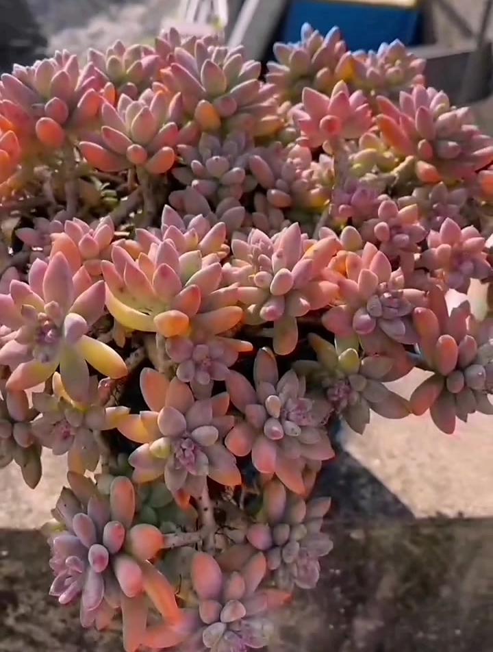 五彩缤纷的多肉——秋丽,养成老桩之后更好看!