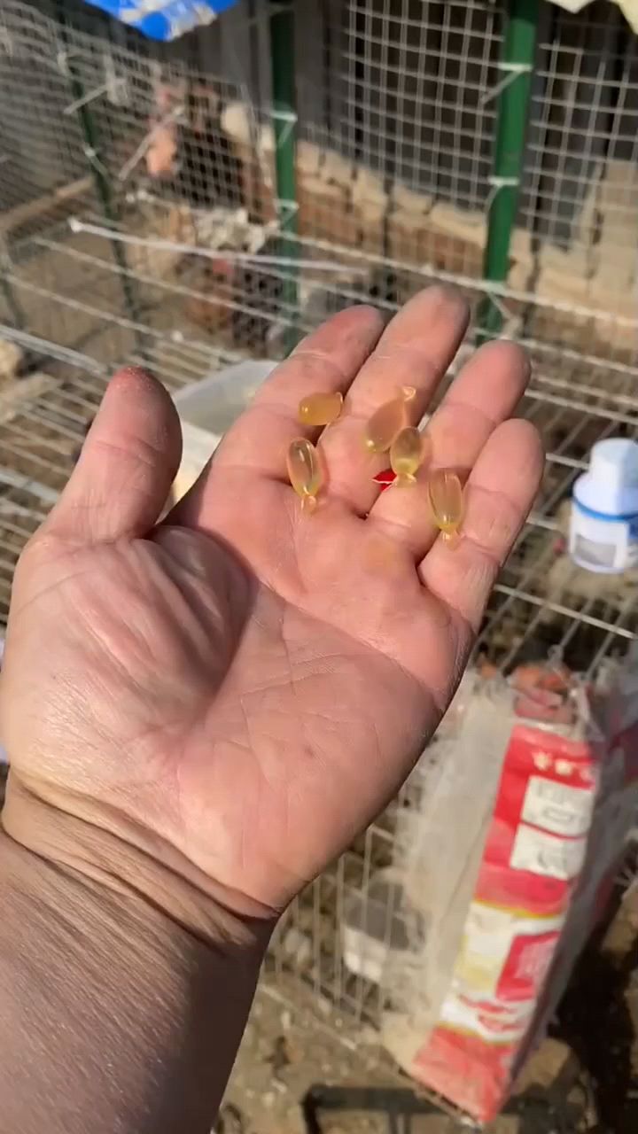 这个就是给小鸡吃的鱼肝油。