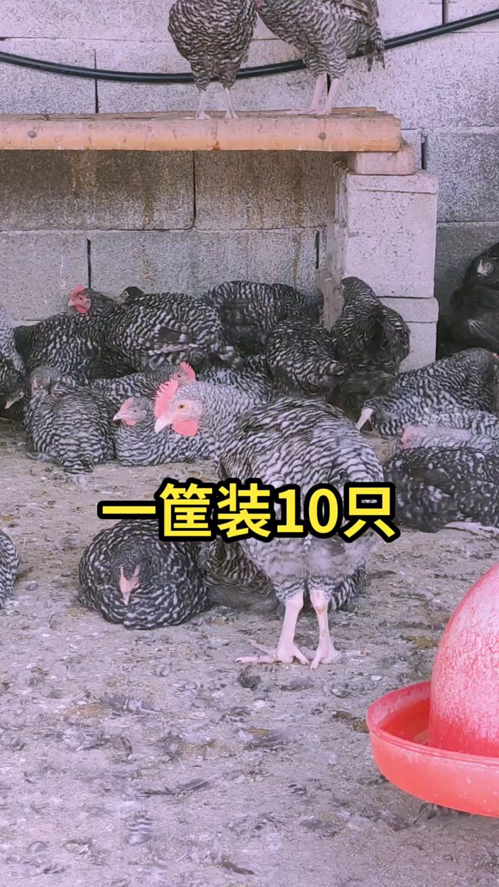 正宗汶上芦花鸡长什么样?