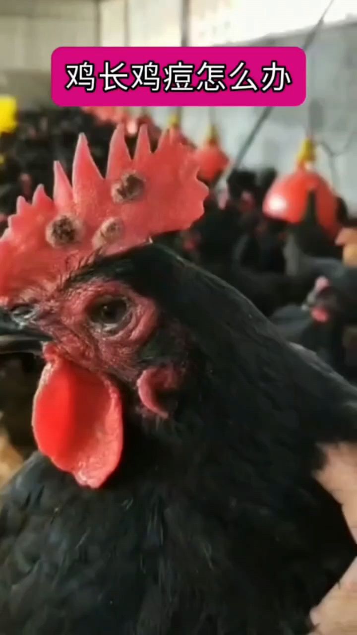 你看看鸡长了很多痘痘。