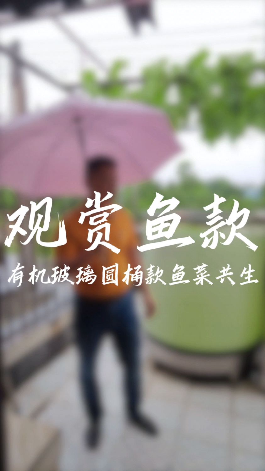 观赏鱼专用的鱼菜共生系统