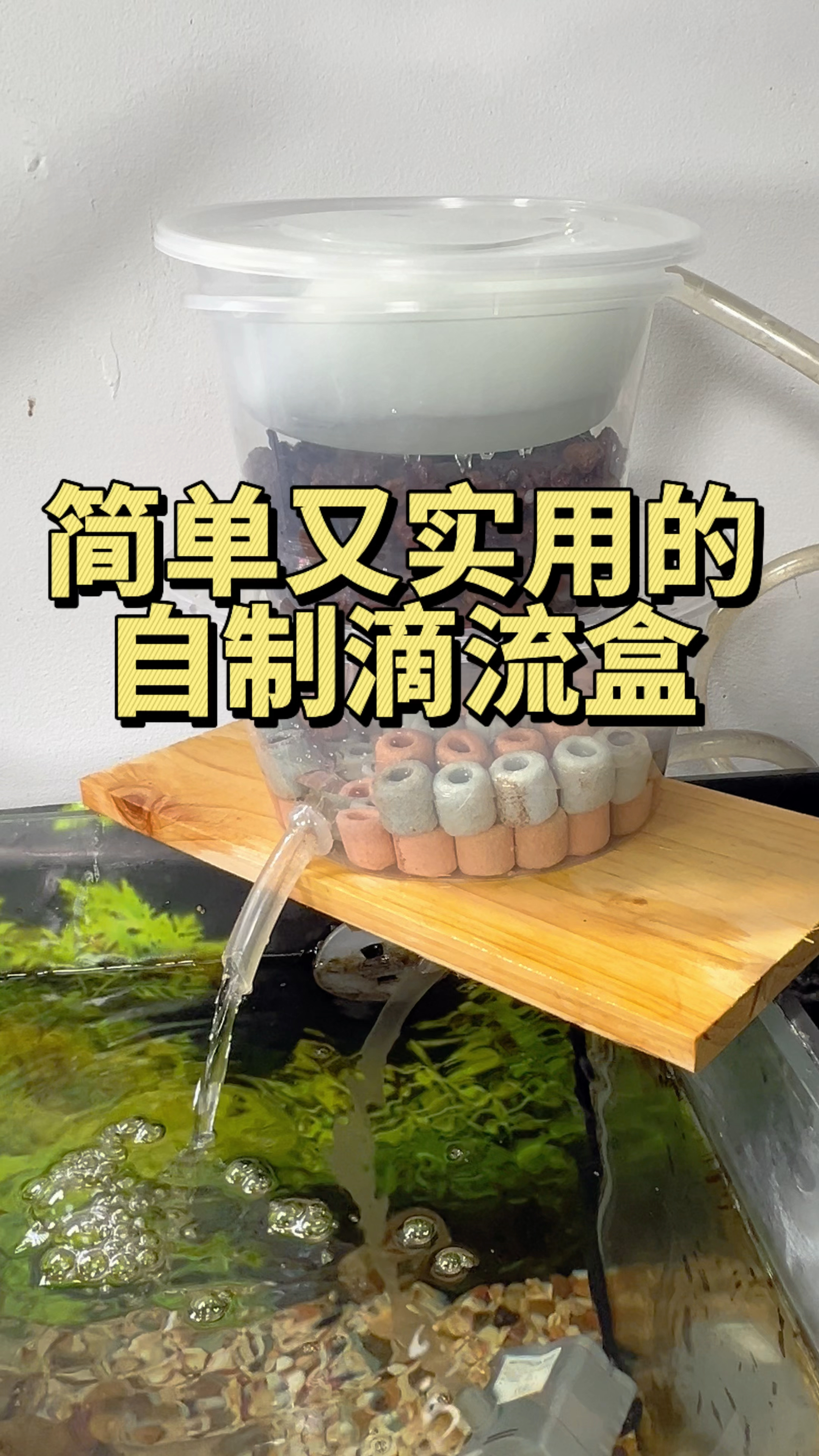 没想到只要几块钱就能做个简单又实用的滴流盒。#水族#养鱼日记
