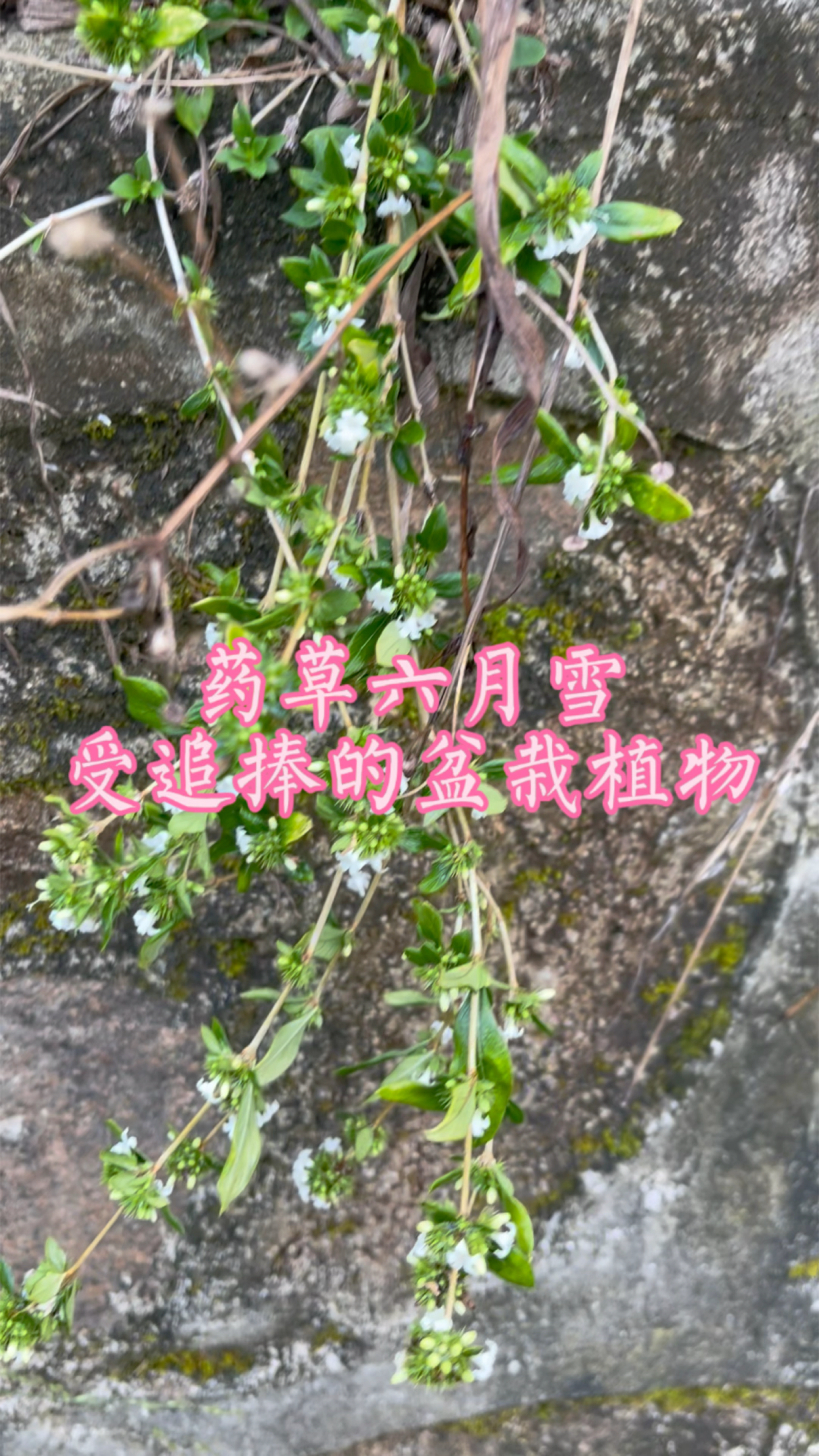 药草六月雪,受追捧的盆景,我家当地叫鸡骨头柴,你那儿叫什么?