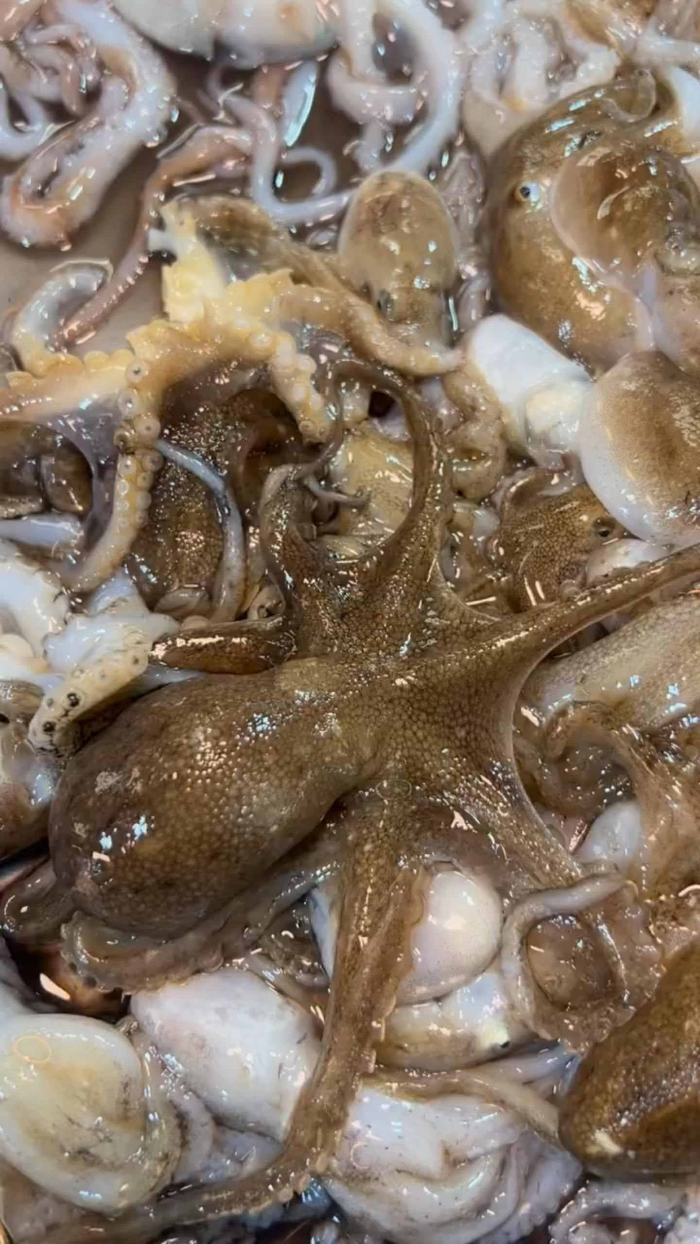 短腿八爪鱼～味道鲜溜溜的,白灼、辣炒,酱爆、怎样做都好吃