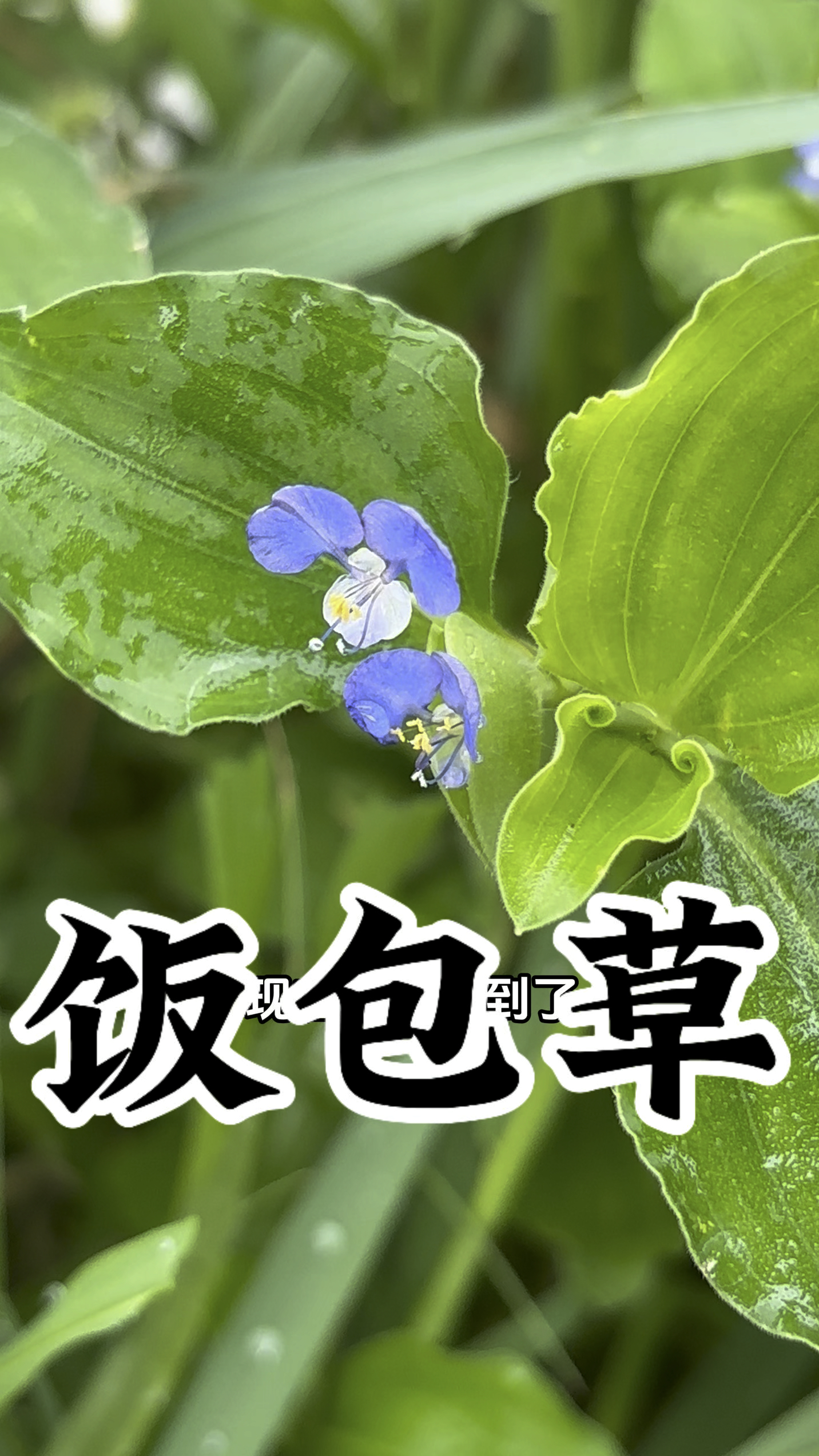 我不是鸭跖草,我是它的兄饭包草,要说我有什么用,看看视频就知