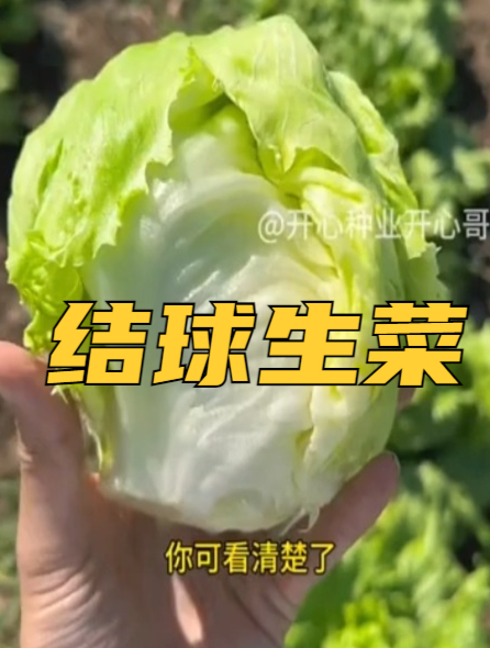 结球生菜你吃过吗?