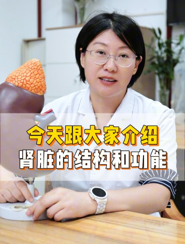 今天跟大家介绍肾脏的结构和功能!