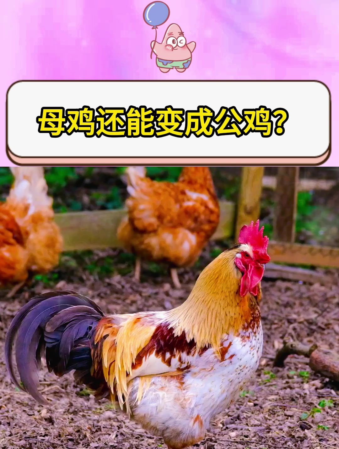 母鸡还能变成公鸡?