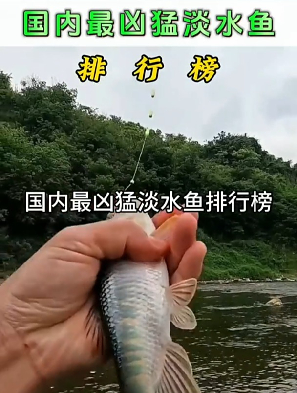 国内最凶猛淡水鱼排行榜,钓友们还有补充的吗?