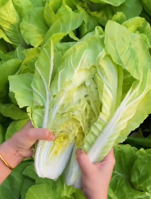 四季快菜月初种上月底采,长得像大白菜,不老不出苔!