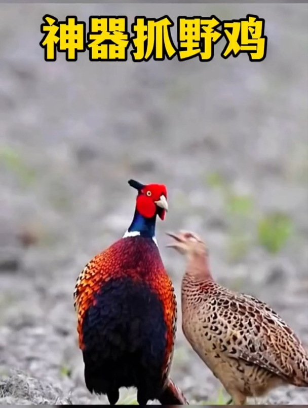 野鸡居然被一只塑料瓶给抓住,原来制作这个吃鸡神器,也非常简单