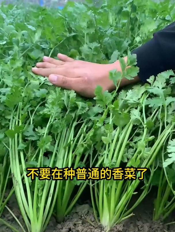 速生香菜在家种点,种植简单发芽快,想吃掐一把就好