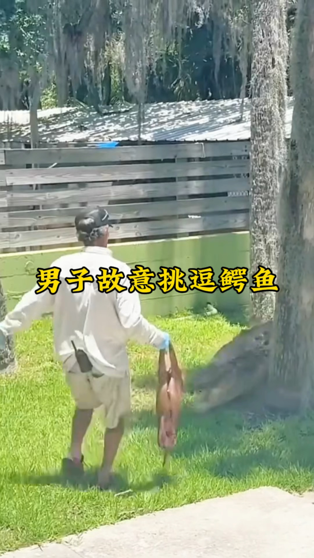 胆大的男子故意用小乳猪,去挑逗水里的鳄鱼