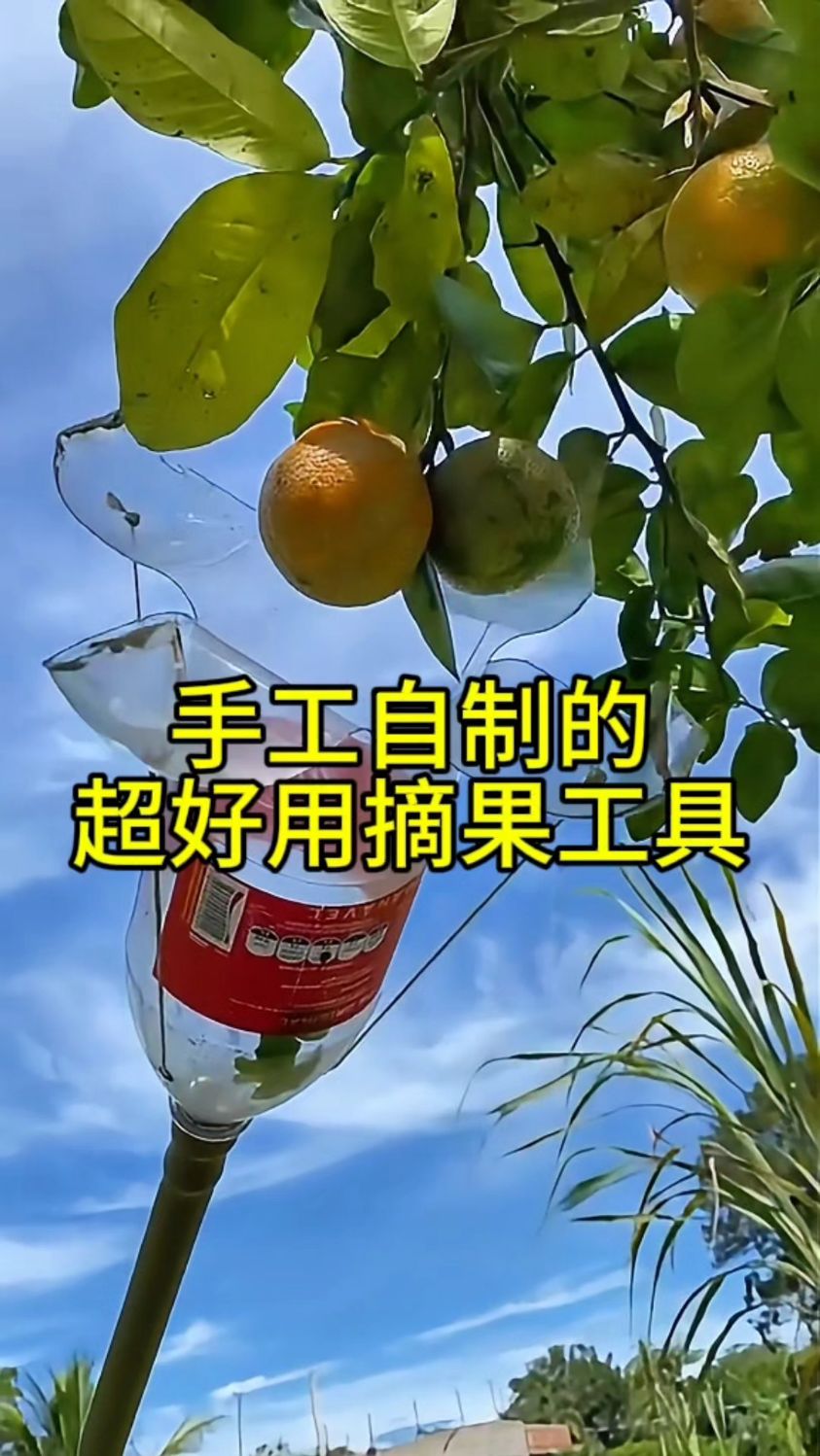 用一个塑料瓶就可以制作出一个超级好用的摘果神器!