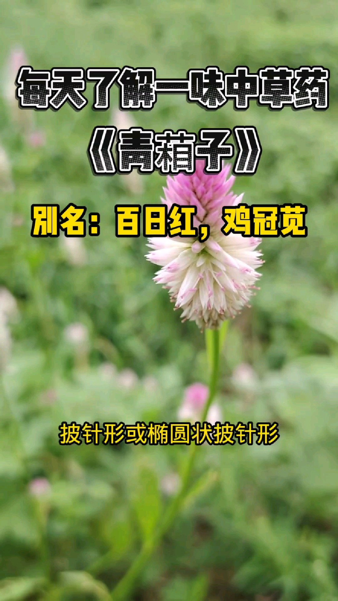 每天了解一味中草药,青葙子我们这边叫野鸡冠苋