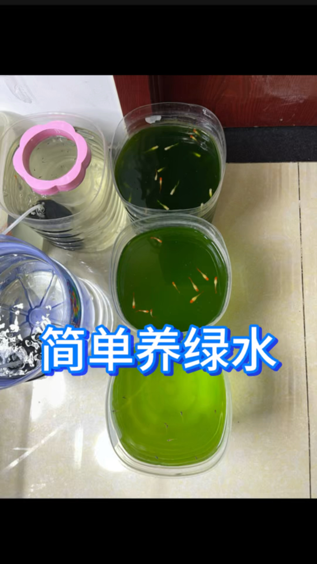 绿水养鱼这状态也太好了,如何简单养绿水?