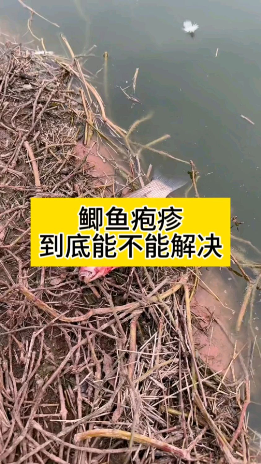 鲫鱼疱疹到底能不能解决