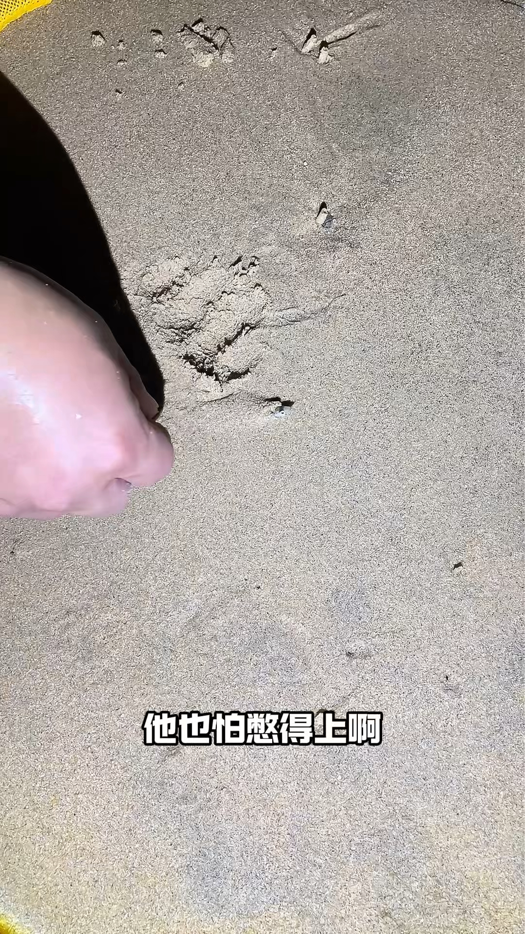 面条鱼不管是在岸上,还是在水里,它们都是钻在沙子里的