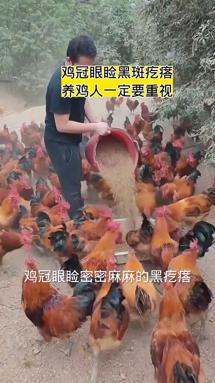 鸡眼周边都是黑疙瘩