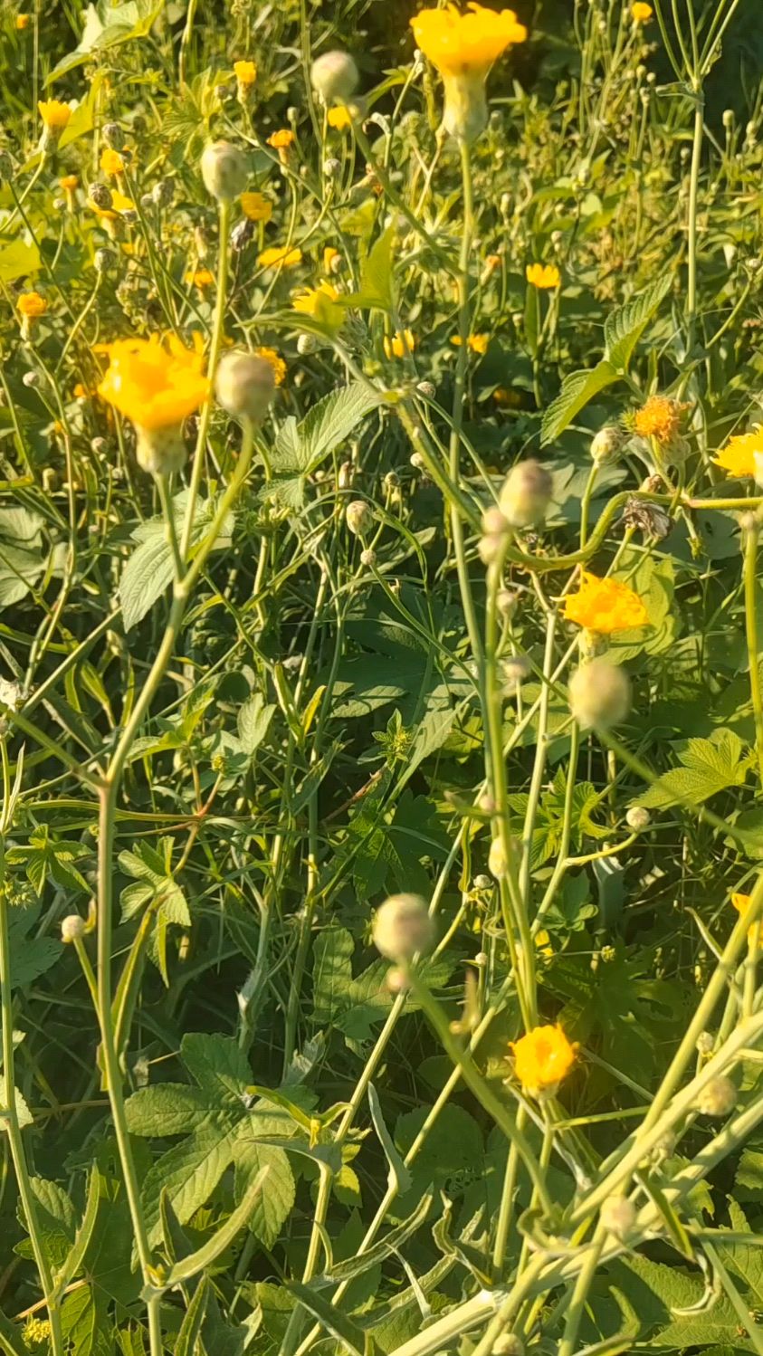 这个苦苣菜药用价值有点高