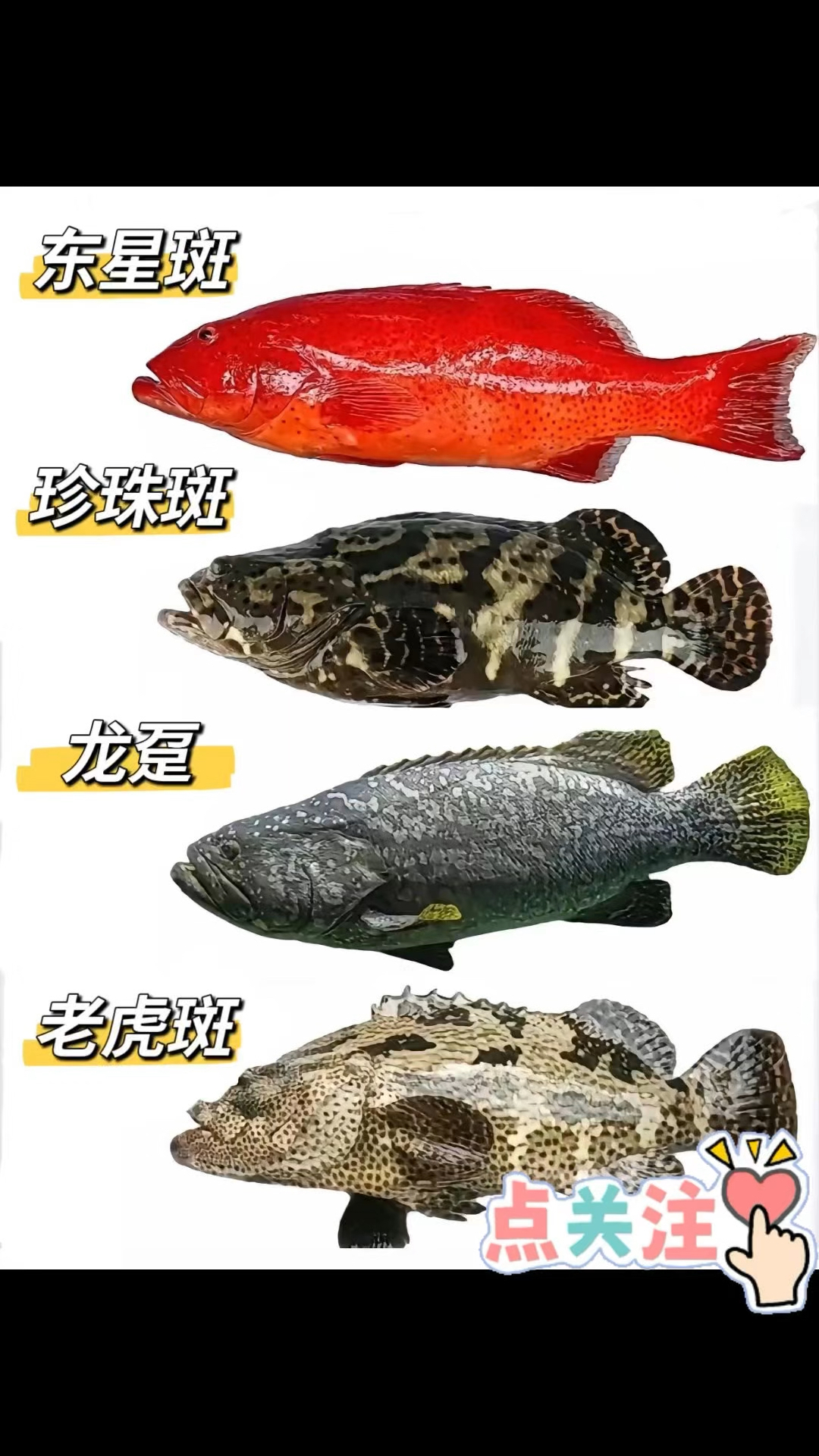 这些海鱼你吃过几种?鲜美十足快去买来试一试!