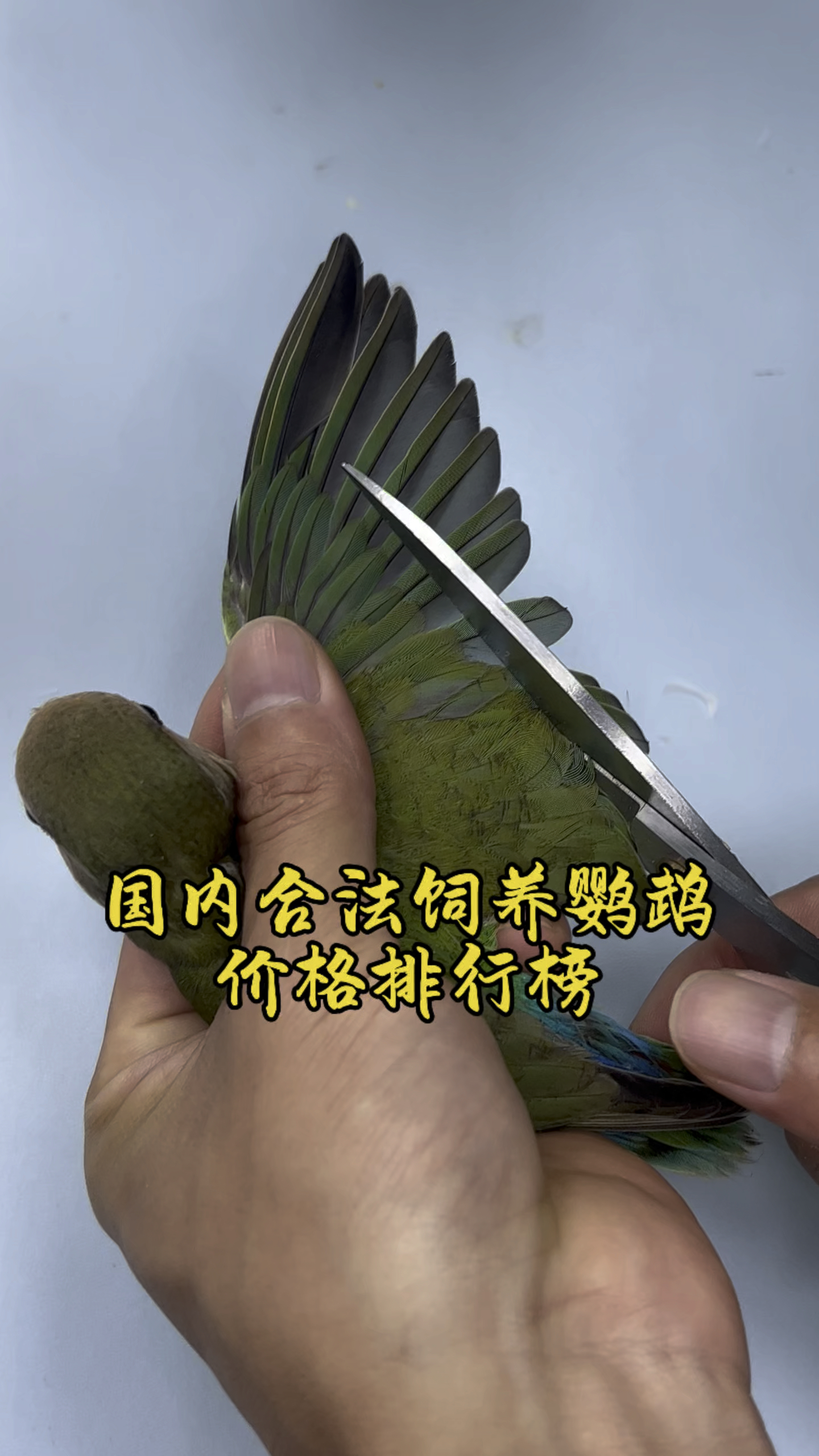 国内合法饲养的鹦鹉价格排行榜