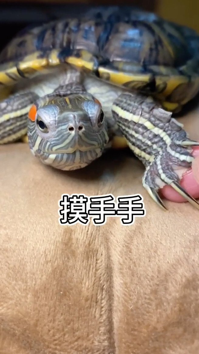 沉浸式看肉丸仔~尊嘟好可爱哟!