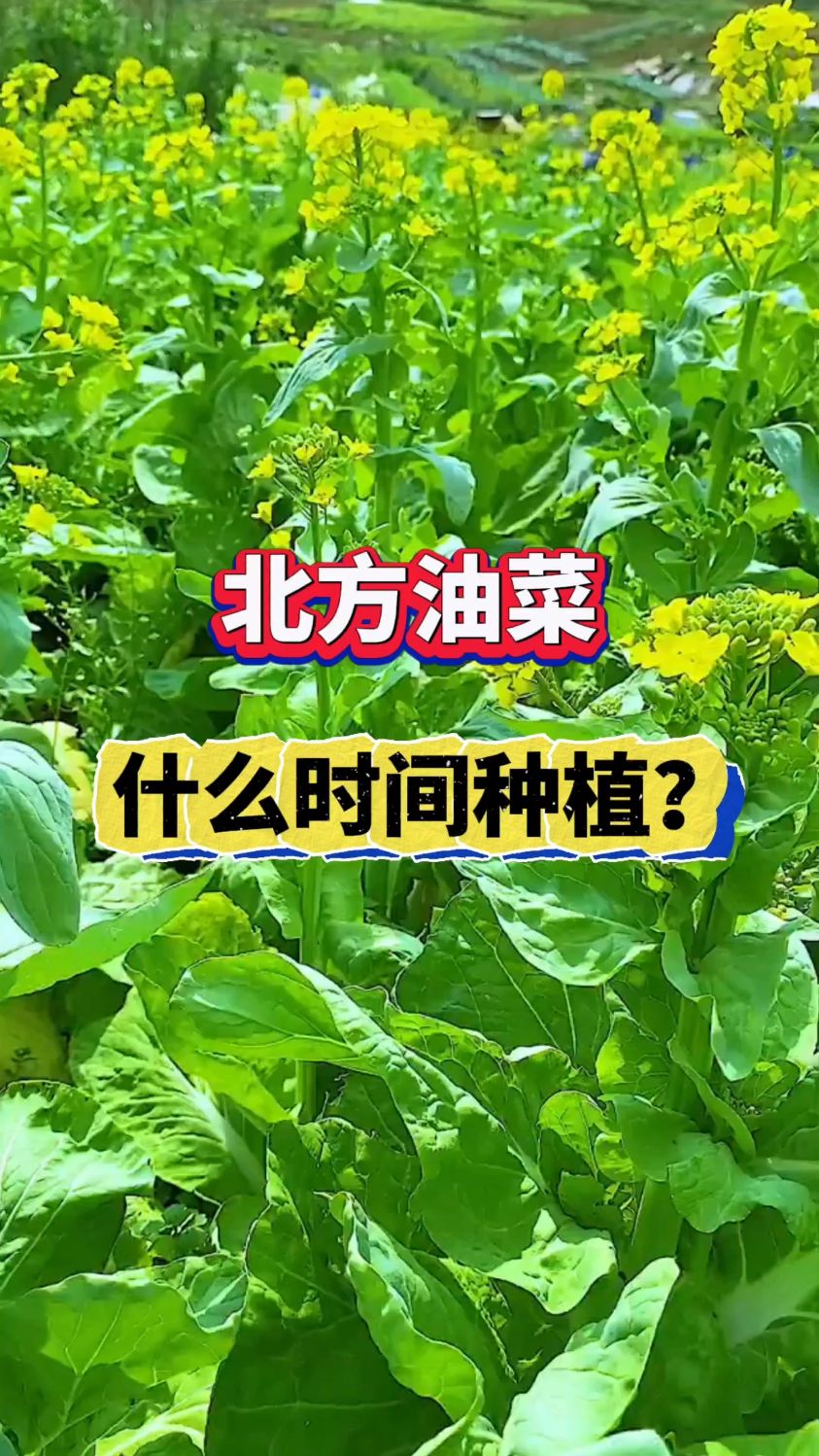 北方油菜什么时候种植