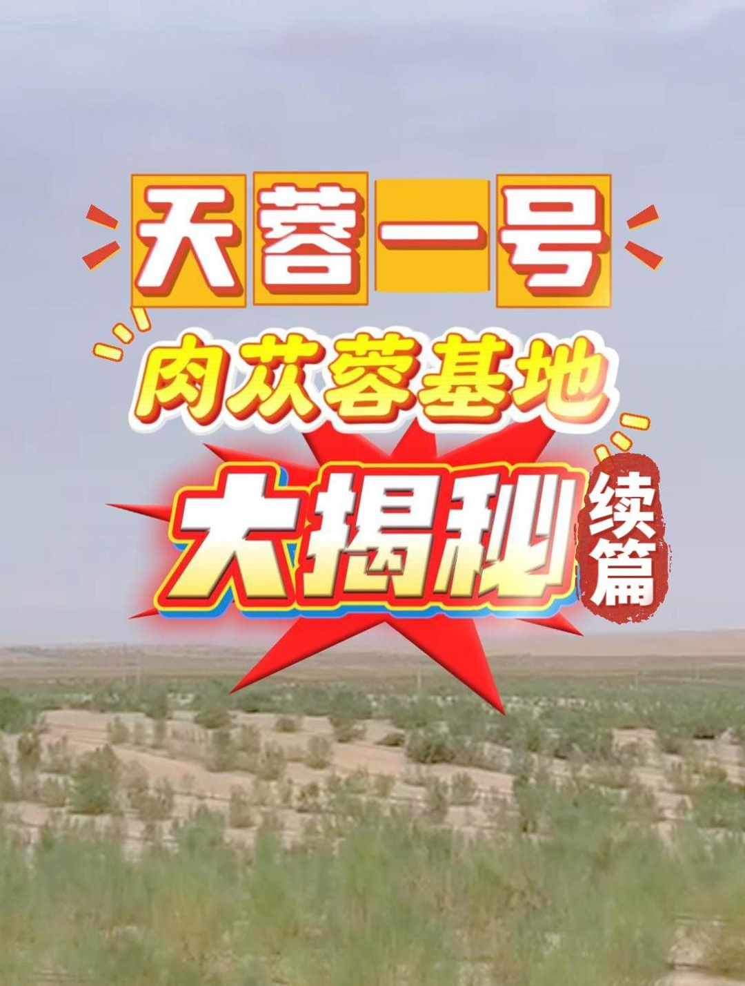 我们的肉苁蓉基地,位于新疆塔克拉玛干的野生沙漠环境!