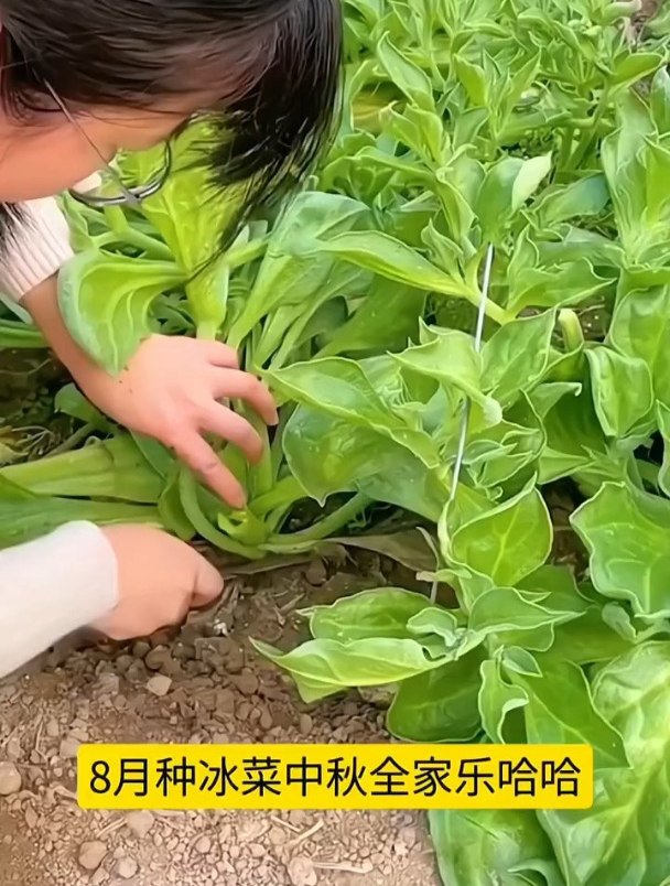 冰菜卖价贵,现在正是种植季,撒几粒种子全家吃