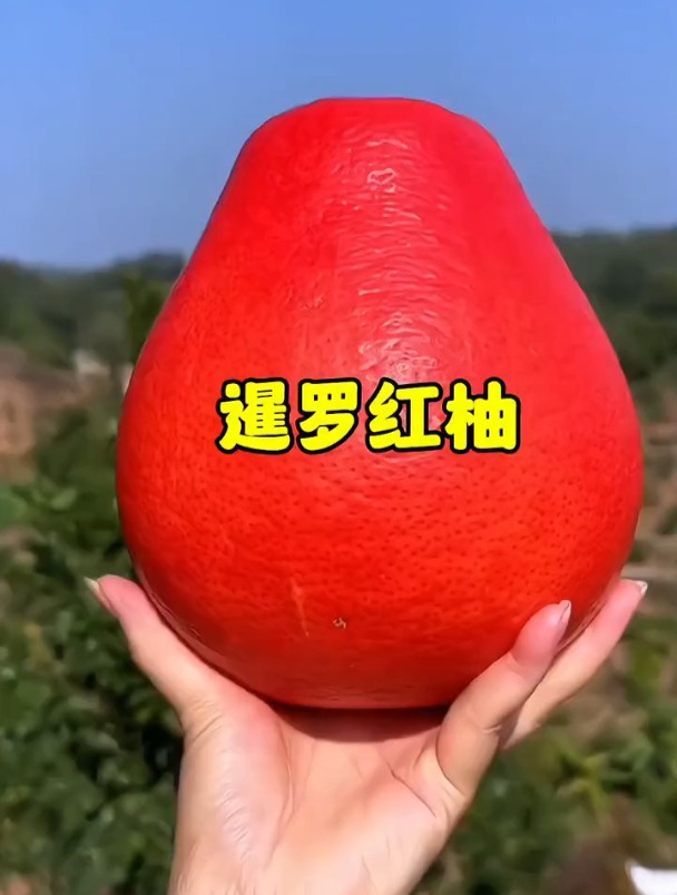暹罗红柚红皮红肉,纯甜无酸品种,看着很喜庆