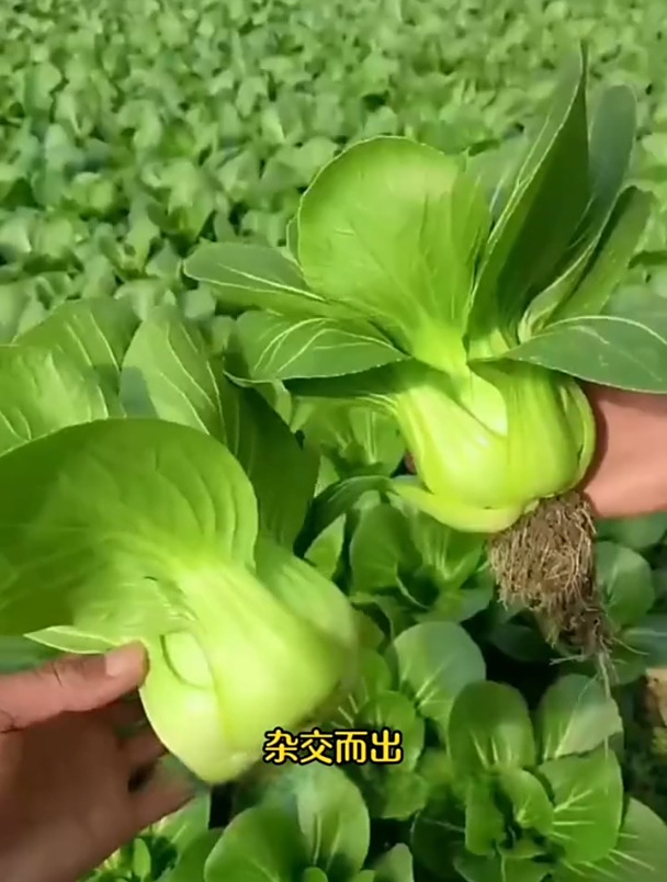 改良品种上海青耐寒耐热,可以一直种到十月底