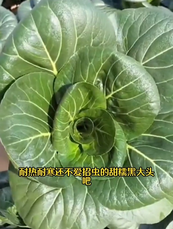 苏州青耐热耐寒不招虫,肉质肥厚、口感甜糯,没有适应不了的环境
