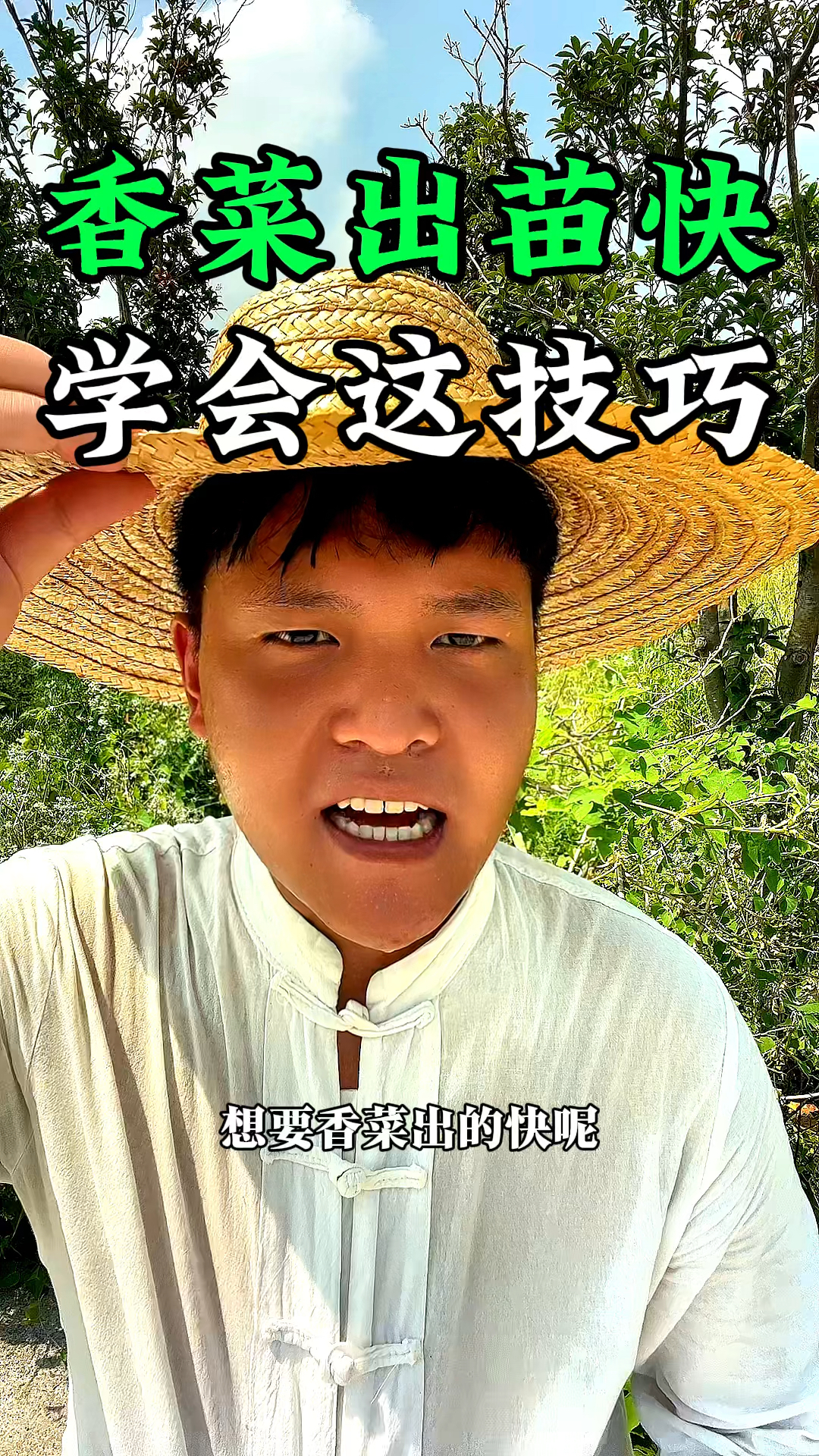 想要香菜出的苗快,我们要对种子破壳